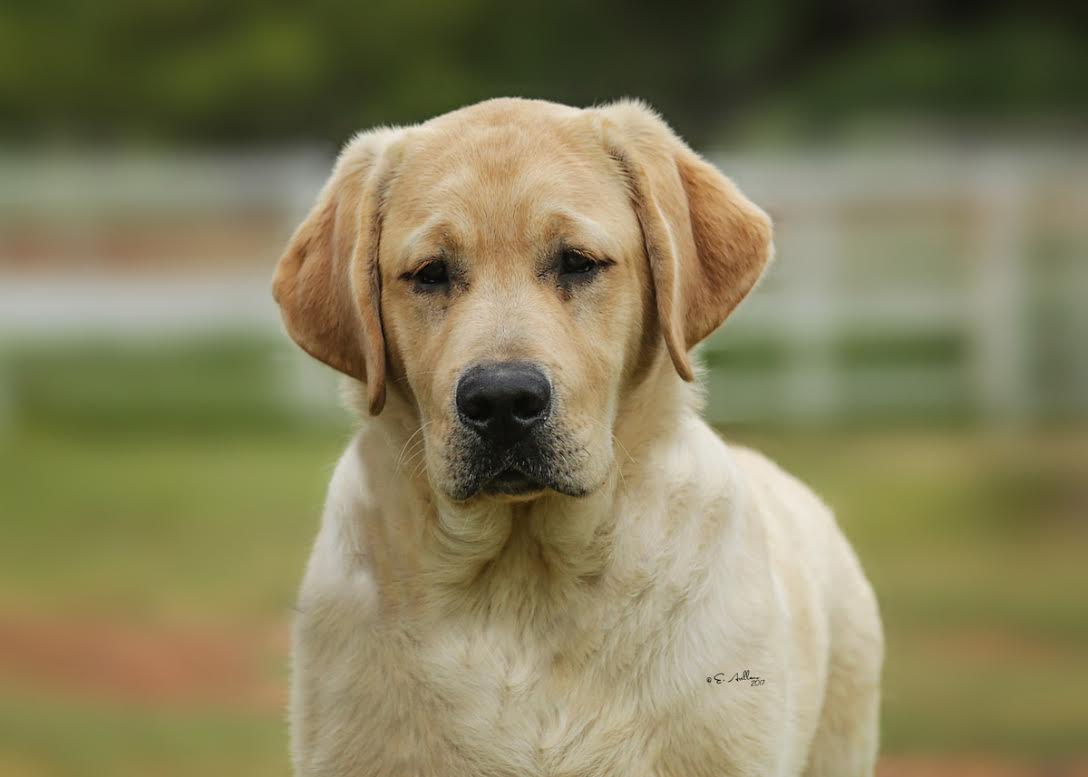 Rebel Land Labradors, Oxford, MS 38655