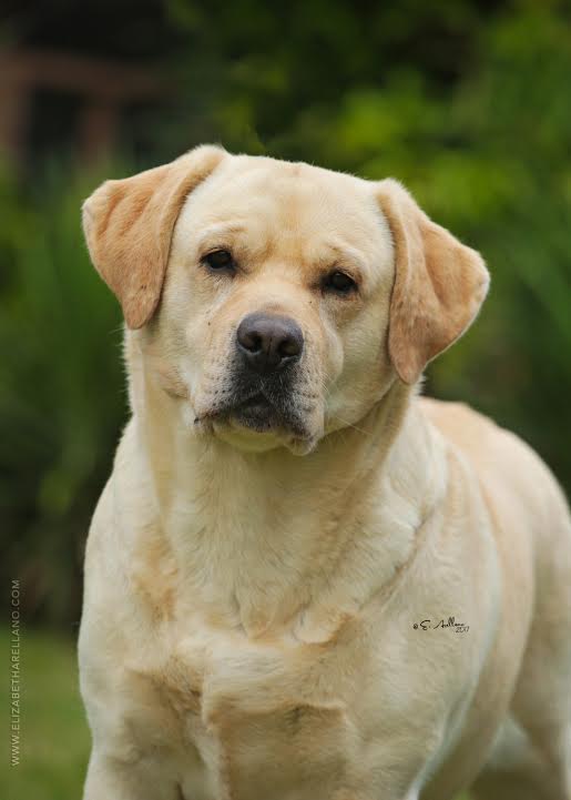 Rebel Land Labradors, Oxford, MS 38655