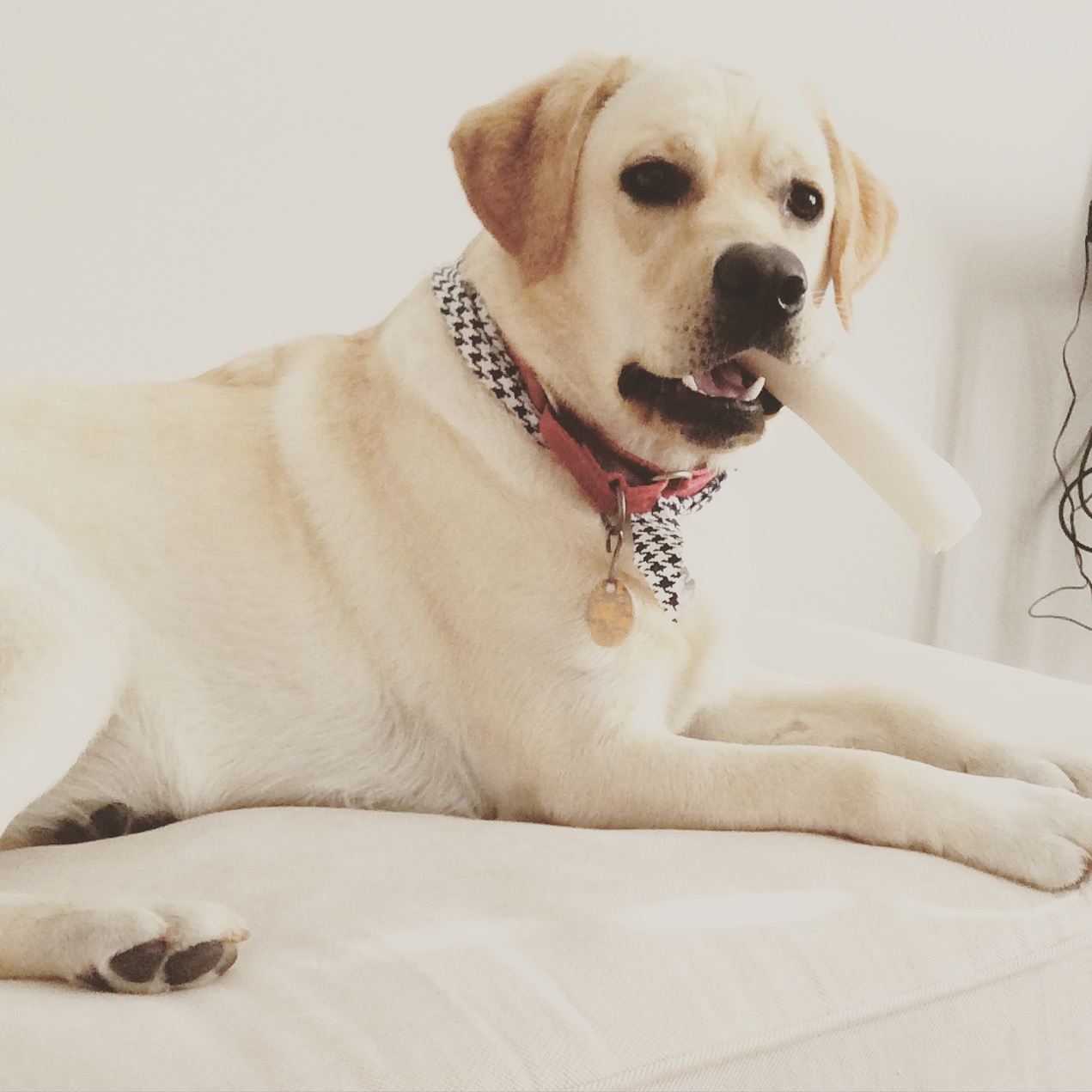 Rebel Land Labradors, Oxford, MS 38655