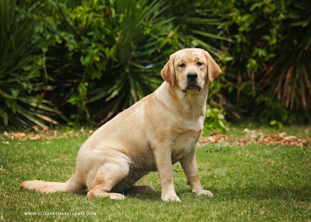 Rebel Land Labradors, Oxford, MS 38655