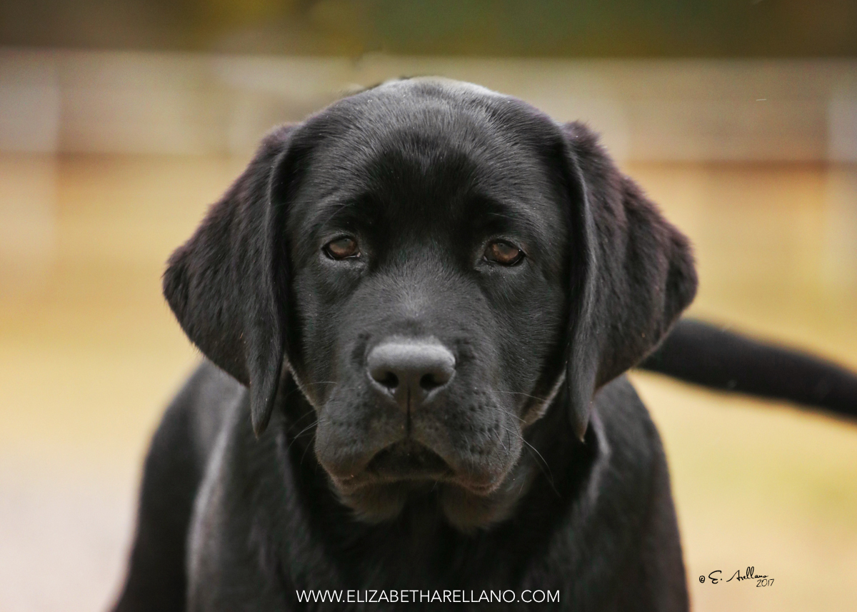 Rebel Land Labradors, Oxford, MS 38655