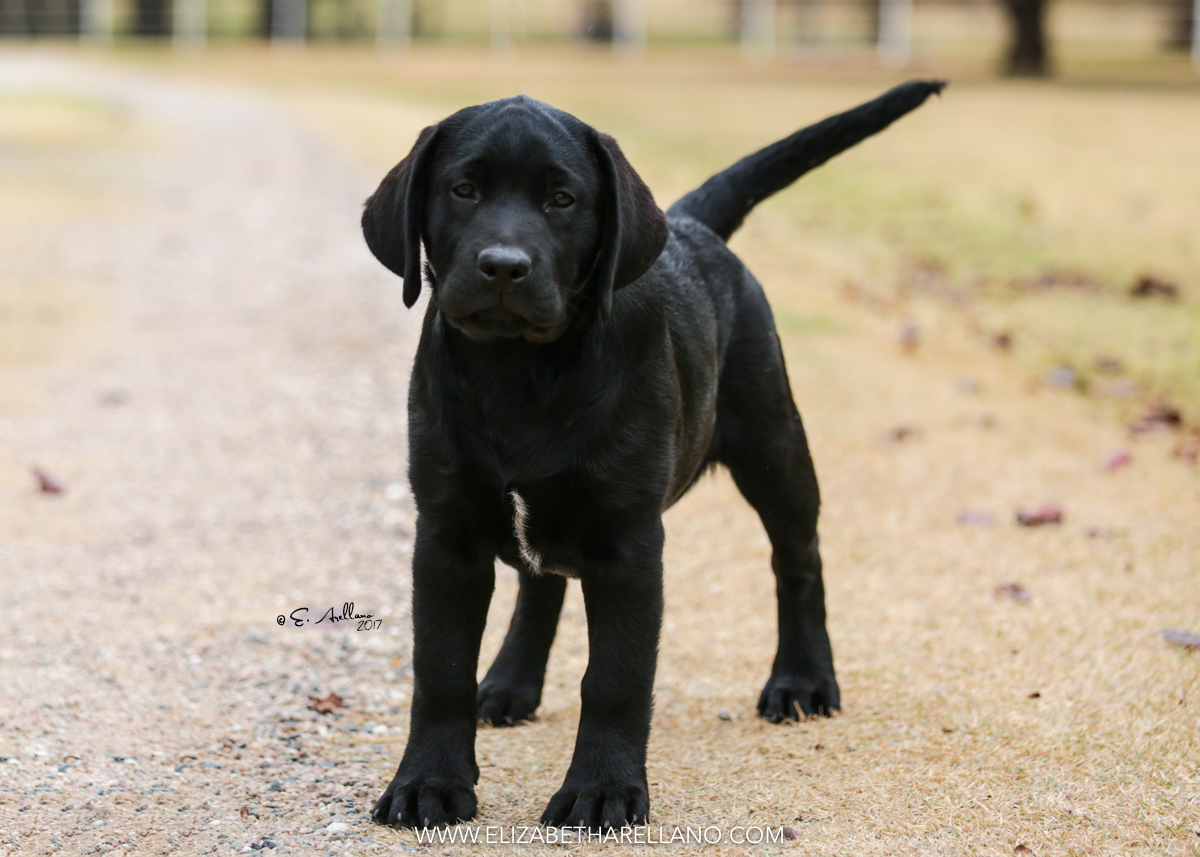 Rebel Land Labradors, Oxford, MS 38655