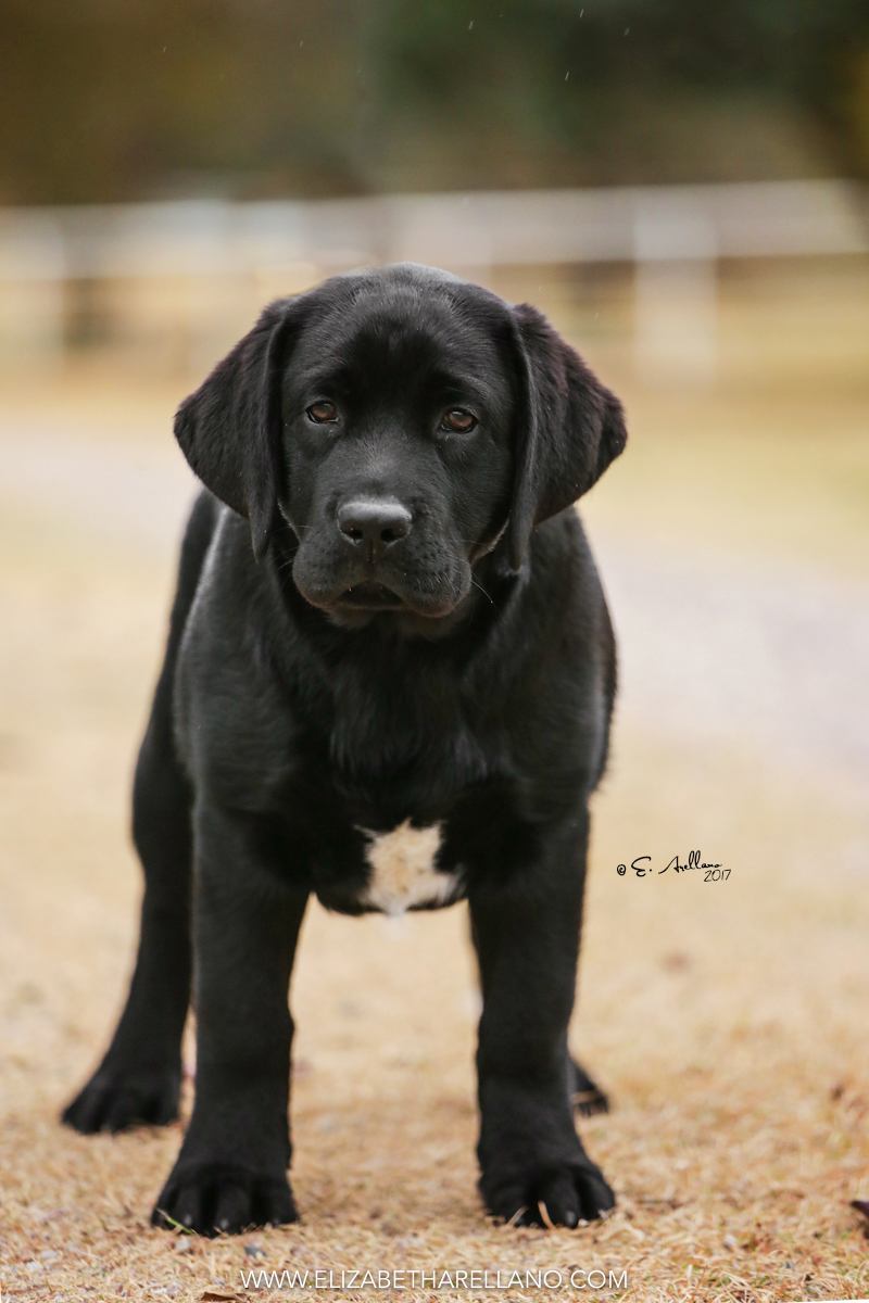 Rebel Land Labradors, Oxford, MS 38655