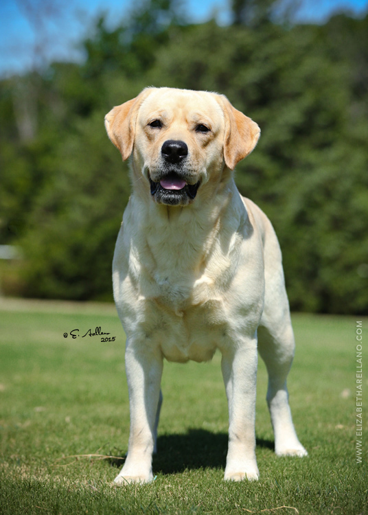 Rebel Land Labradors, Oxford, MS 38655