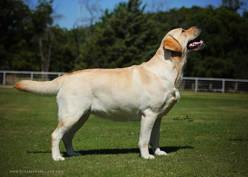 Rebel Land Labradors, Oxford, MS 38655